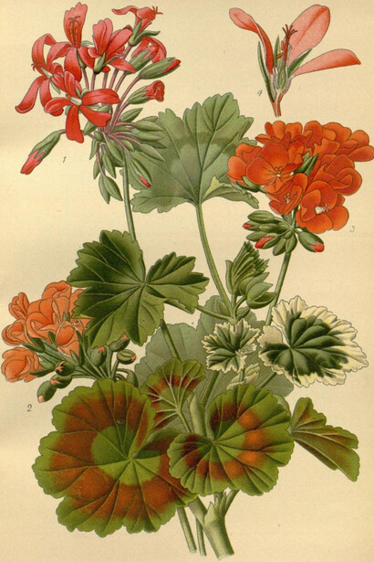 Favourite flowers of garden and greenhouse. Biodiversity Heritage Library