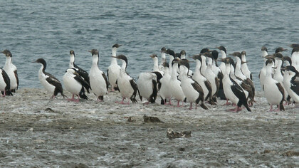 Argentina penisola Valdez, i  pinguini di Magellano