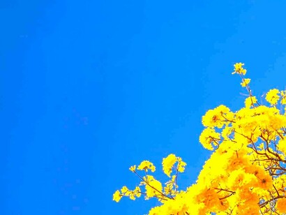 La flor amarilla del araguaney