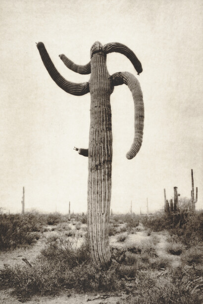 The Logic of the Copy. Courtesy of Phoenix Art Museum