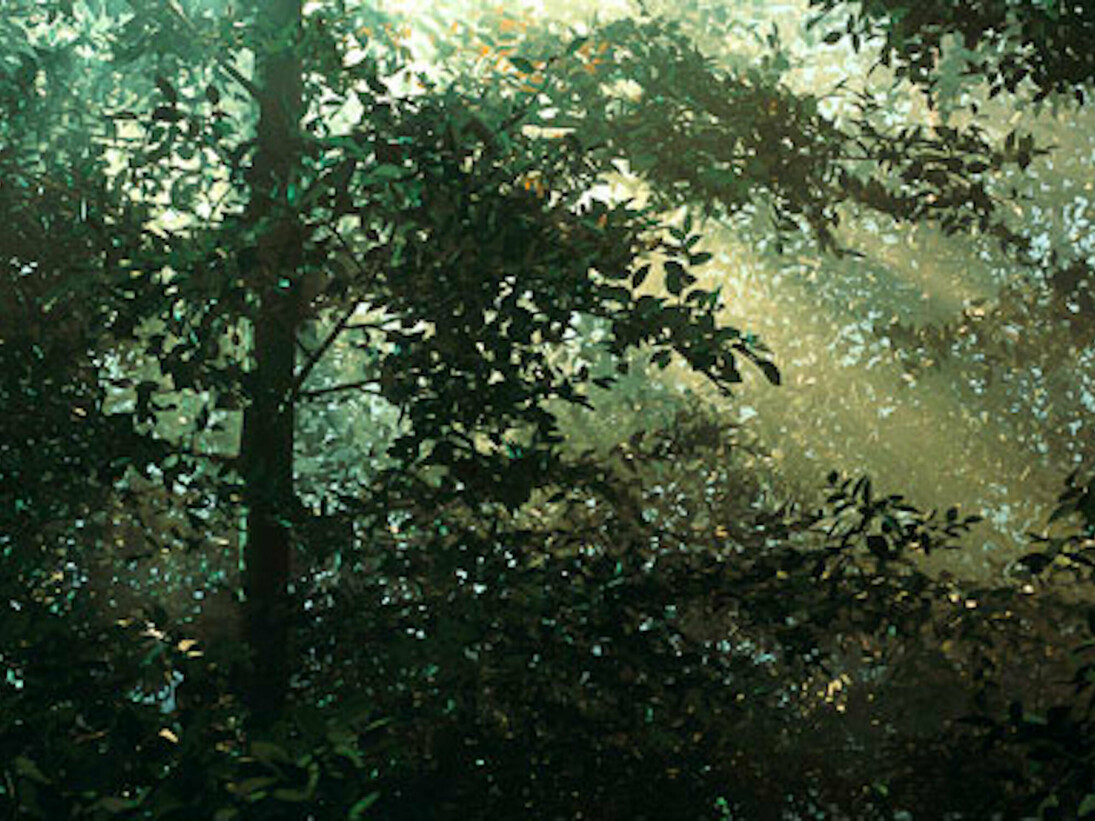 Thomas Demand, German, born 1964, Clearing, 2003, chromogenic print. Courtesy of National Gallery of Art