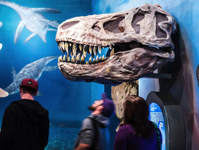 Prehistoric Times and Dinosaurs. Courtesy of Haus der Natur 