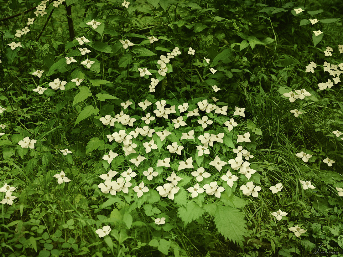Lee Lee Nam, Lux-Flower 1, 2014, C-print, 128 x 180 x cm - 50.4 x 70.9 in. Courtesy Opera Gallery