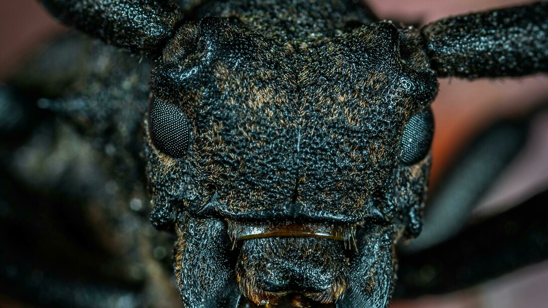 Gesicht eines Schwarzen Kaefers in der Makrofotografie