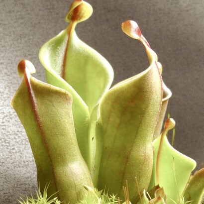 «Heliamphora minor»