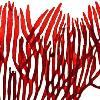 Botany collections. Courtesy of Natural History Museum 