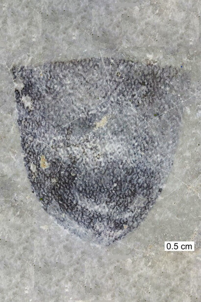 Fossile di "Conularia", appartenente al phylum "Cnidaria"