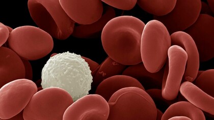 Human white and red blood cells