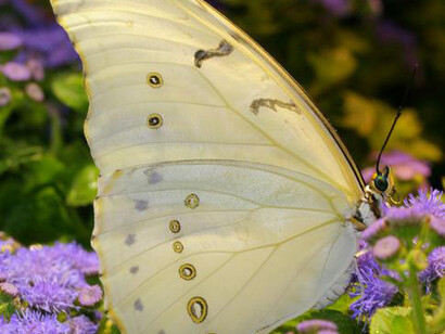 Butterfly Pavilion. Courtesy of Smithsonian's National Museum of Natural History
