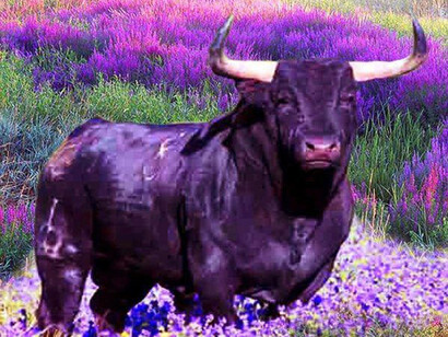Il segno del Toro