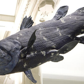 Hall of Vertebrate Origins. Courtesy of American Museum of Natural History