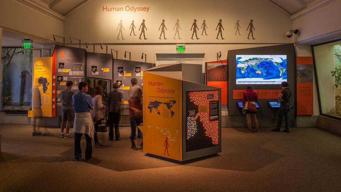 Human Odyssey. Courtesy of California Academy of Sciences