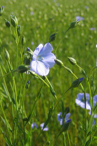 Fiori di lino