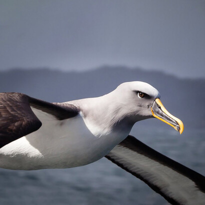 Allo stesso modo in cui, sminuito e buffo, è l'albatro catturato dai marinai, anche il poeta, in mezzo alla gente, è oggetto di scherno