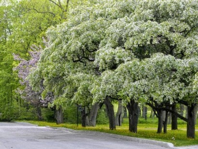 Les arbres du Jardin Botanique