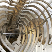 Humpback Whale. Courtesy of Grigore Antipa National Museum of Natural History