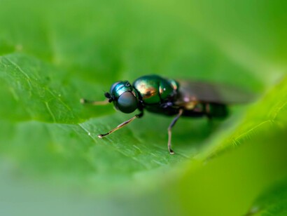 Una mosca dal corpo allungato e dalle sfumature blu-verdi: "La mosca incuriosita era allora planata in direzione della donna, pensava furbescamente che quell’incontro le avrebbe portato qualcosa di buono..."