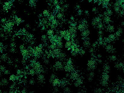La geometría en la naturaleza desde siempre nos ha maravillado