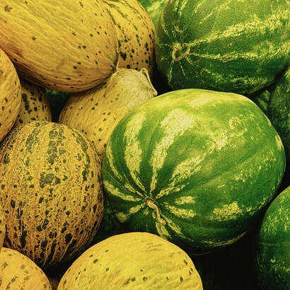 Anche i cocomeri, particolarmente legati alla stagione estiva, trovano in Puglia condizioni climatiche favorevoli e vengono coltivati in diverse aree agricole della regione