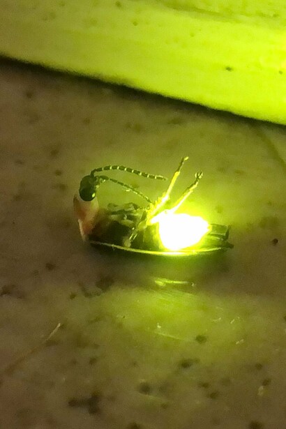 Luciérnaga (Photinus pyralis) moribunda