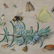 Jan van Kessel the Elder, Insects and a sprig of Rosemary, 1653. Courtesy of National Gallery of Art