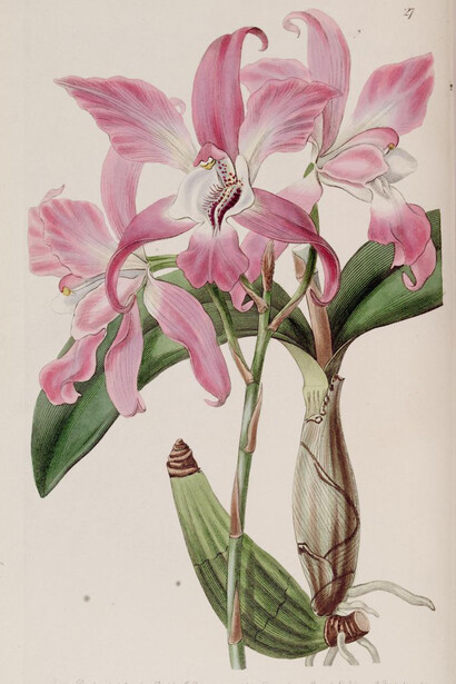 Edwards's botanical register. Biodiversity Heritage Library