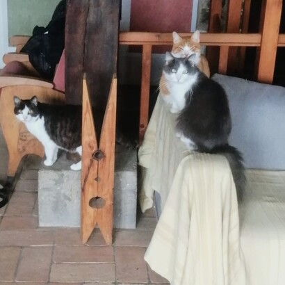 È quell’affetto che ti accoglie con un lieve ronfare, ti osserva con occhi profondi e ti fa sentire speciale, perché il suo amore è discreto ma sincero