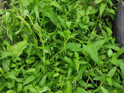 Revalorizar la producción nos lleva también en pensar en la necesidad de integrar a todos en los circuitos económicos para que todos puedan direccionar la vocación con la que hemos de contar desde nuestro nacimiento como nación