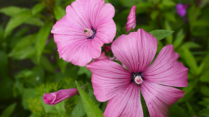 La malva