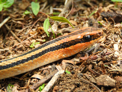 En el mundo de abajo se mueve la serpiente capaz de reptar por la tierra y de cambiar de piel para dejar el pasado con desapego y la transformación. Serpiente de tierra rayada, 2021, (Lygophis lineatus) México