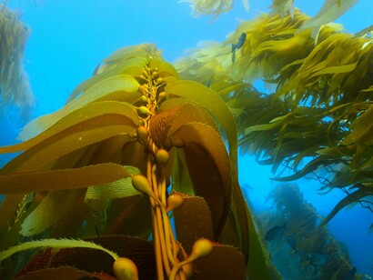 Alga marina. La proliferazione di alghe può causare una scarsità di risorse per le altre specie dello stesso ecosistema o produrre tossine dannose per altre specie