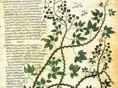 Rovo di more, Codex Aniciae julianae, Vl sec a.C.