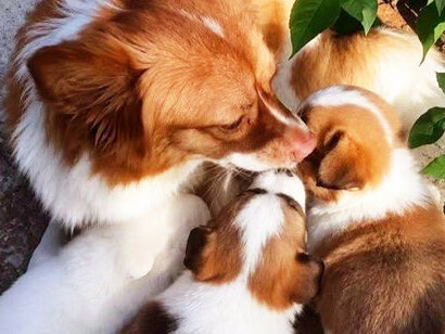 The reported killing of Wang Wang and her puppies occurred in Jieyang, China, on 28 June 2026