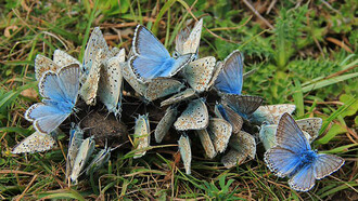 Mariposas «Polyommatus» en grupo