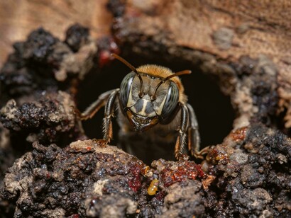 Insetti nella storia e nella religione: riferimenti biblici e antichi rituali di consumo