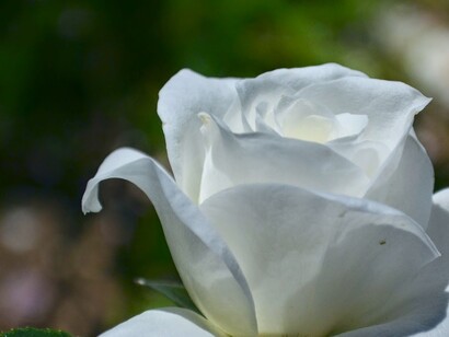 Madrid. Rosa blanca en la rosaleda del Parque del Oeste