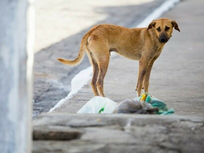 Perro abandonado en la calle