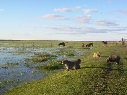 “Reserva Natural Silvestre Cambyretá”, se encuentra a unos 15 km. de la ciudad de Ituzaingó. Se puede campar y realizar avistaje de flora y fauna. Los Esteros del Iberá, Corrientes, Argentina