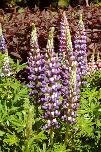 Lupini da fiore. Foto di Enzo Valenti