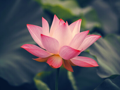 Flor de loto, por su llamativa belleza o por surgir del «fondo» de las aguas, se ha convirtió en un símbolo en las religiones del Antiguo Egipto, India y China
