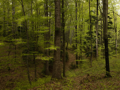El sol se deslizaba entre las montañas, dejando un rastro de luz dorada que se fundía en tonos violáceos
