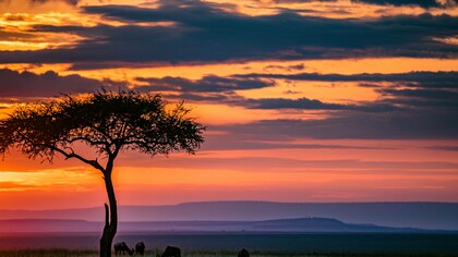 Wildebeest under the backdrop of a sunset 