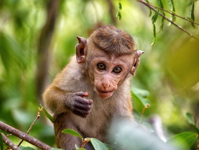 A baby chimpanzee looking curious with wonderment at what has transpired in his animal society