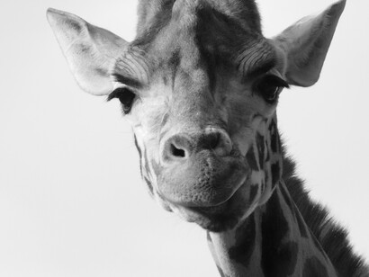 Studi recenti hanno suggerito che le giraffe possano avere comportamenti sociali complessi