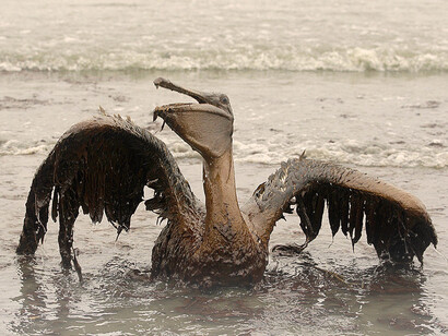 Ecological disaster after oil spill in the Gulf of Mexico