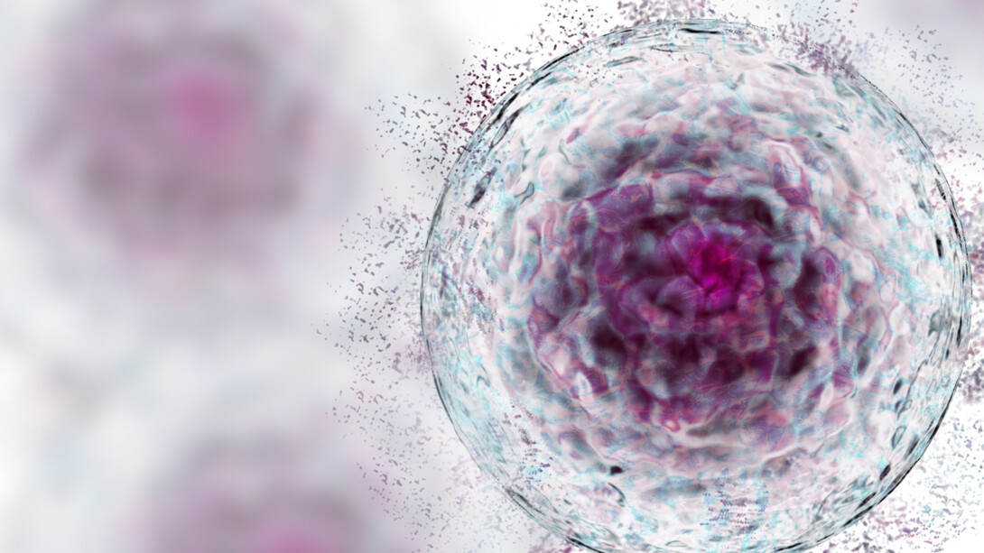 A senescent cell up close