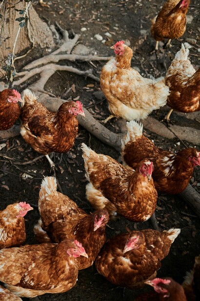 Chickens roaming around
