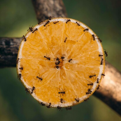 Formiche su una fetta di arancia: "le colonie di formiche mostrano un alto grado di auto-organizzazione, con individui che collaborano per il bene della colonia senza una direzione centrale"