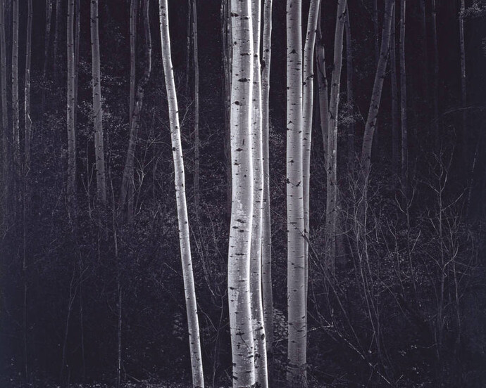 Into the Woods. Courtesy of Victoria and Albert Museum