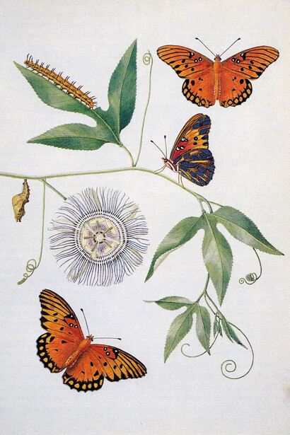 Pasionaria moteada «Agraulis vanillae» y flor de la pasión, «Passiflora incarnata»